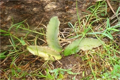 Euphorbia fusiformis